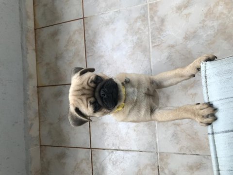 2.5 aylık erkek pug