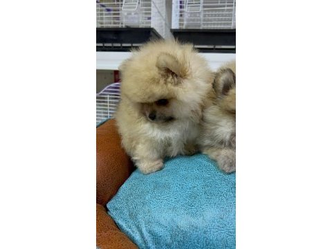 Safkan ırk garantili pomeranian boo