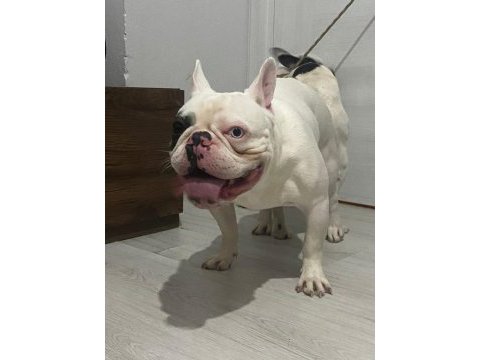 Tecrübeli koca kafalı blue merle pied french bulldog