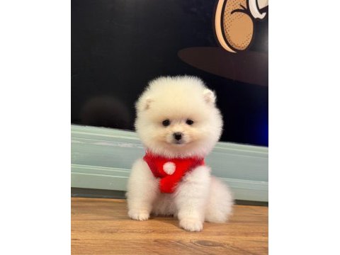 Kilo ve ırk garantili ayı surat garantili pomeranian