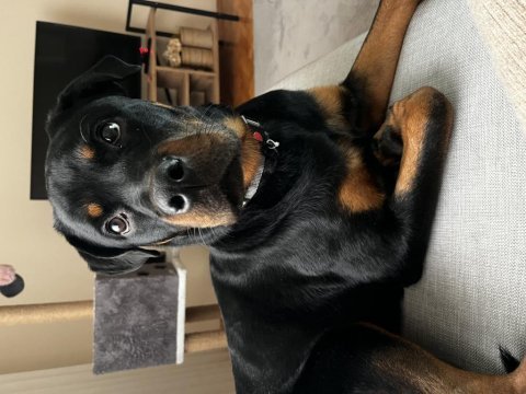 Rottweiler kızımızı ailevi sorunlardan kaynaklı