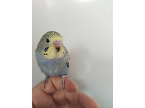 Çek ve jumbo muhabbet kuşu yavrular