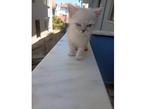 Erkek yavru kedimiz