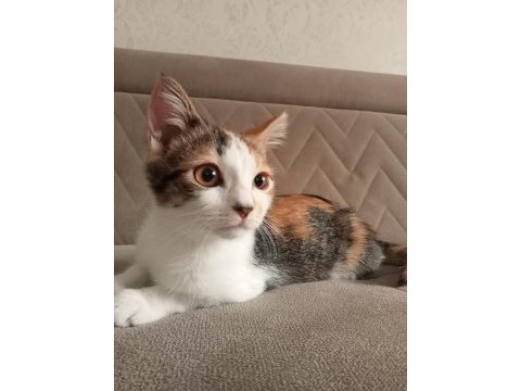 Calico kedimiz