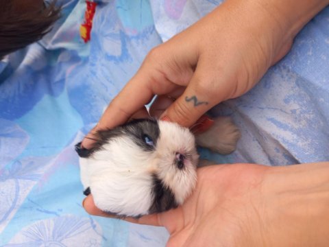 Shih tzu 3 erkek 1 dişi bebekler