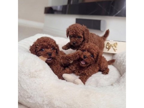 Efsane güzellik toy poodle yavruları 