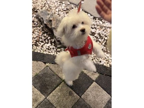 4 aylık terrier