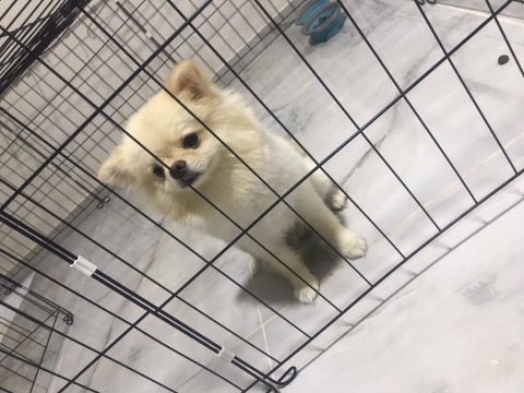 1 yaşında pomeranian tuvalet eğitimi var