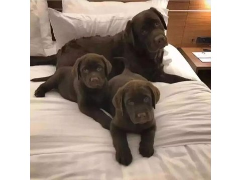 Çikolata ve beyaz renk labrador yavruları 