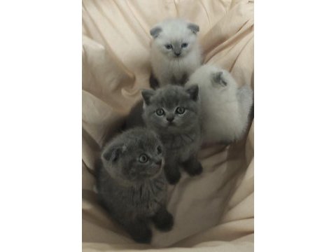 Yavru sahiplendirme british shorthair