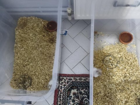 Hamster çiftimiz