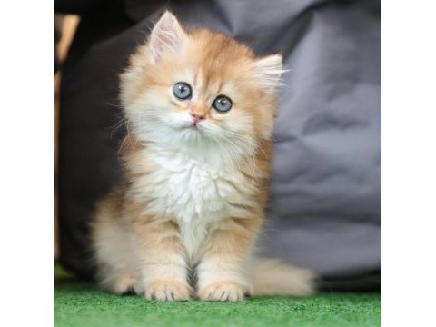 Anne baba şecereli safkan golden british longhair dişi