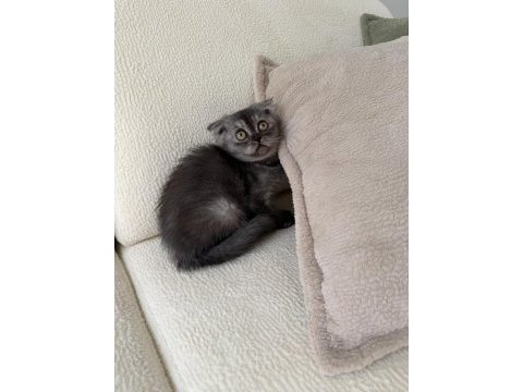 Anne altından baykuş gözlü scottish fold kızımız oyuncu