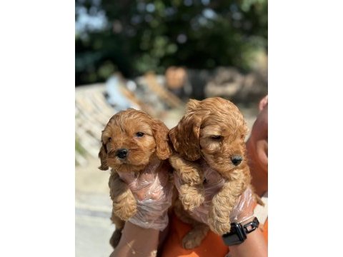 Irk ve sağlık garantili cocker yavrularım