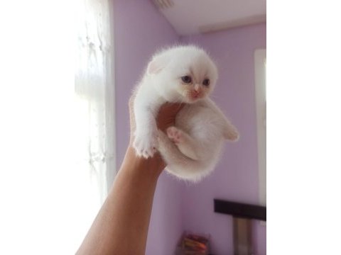 Blue point ve red point british shorthair bebekler