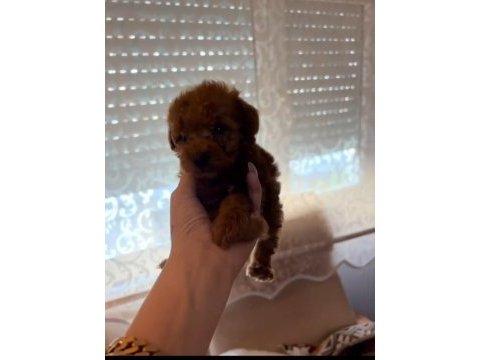 Poodle kurabiyeler
