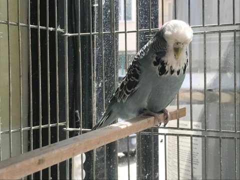 Muhabbet kuşu show jumbolar karşınızda