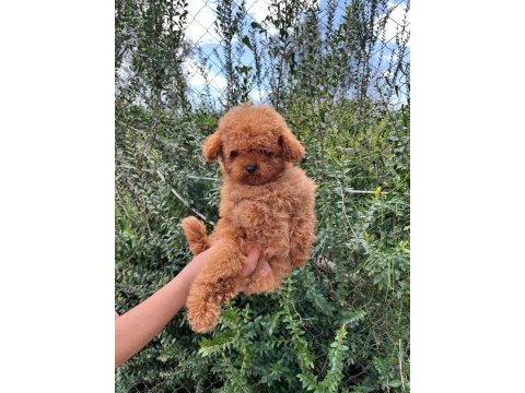 Yavru poodle ırk garantili