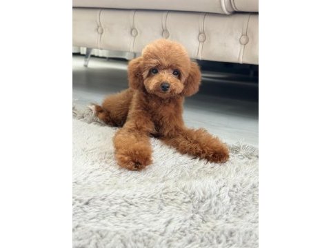 Dişi toy poodle 5 aylık