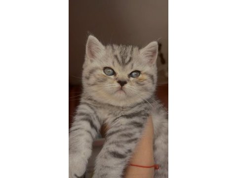 2 aylık british bebeğim
