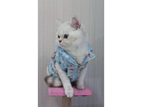 Orjinal safkan ırk şecereli british shorthair