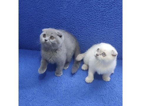 İstanbul içi 7/24 adrese teslim scottish fold ponçikler