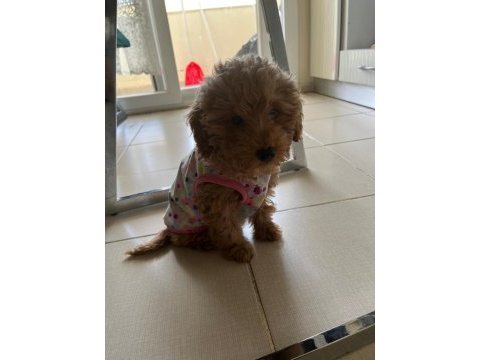4 aylık dişi toy poodle yavru