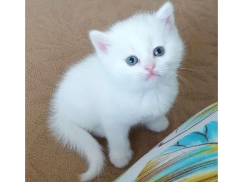 British shorthair kar beyazımız