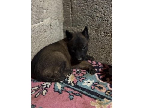 Pirana gibi malinois isteyenlere gider