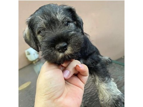 Anne altından rezerve schnauzer bebekler