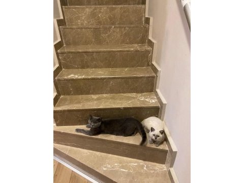 Ücretsiz sahiplendirilecek 2 yaşında gri british shorthair