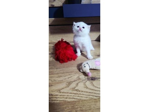 British shorthair süper kalite