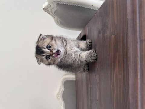 Erkek scottish fold yavrum