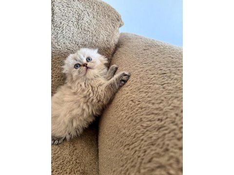 Scottish fold dişi ve erkek kardeşler