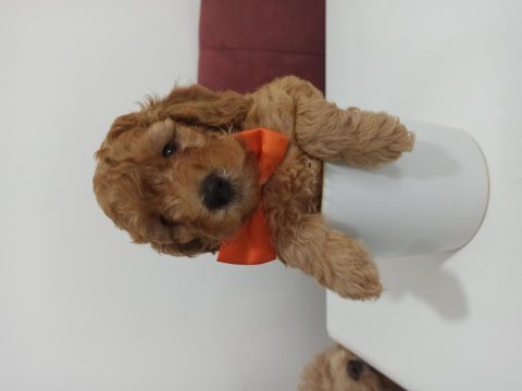 45 günlük toy poodle yavrularımız