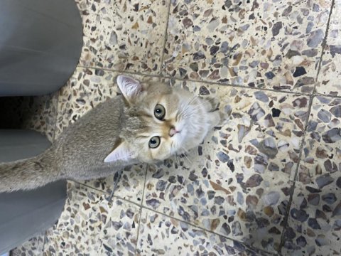 Golden british shorthair