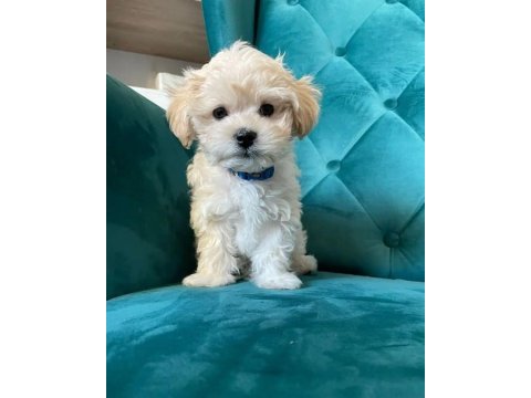 Evinize neşe katacak maltipoo yavruları