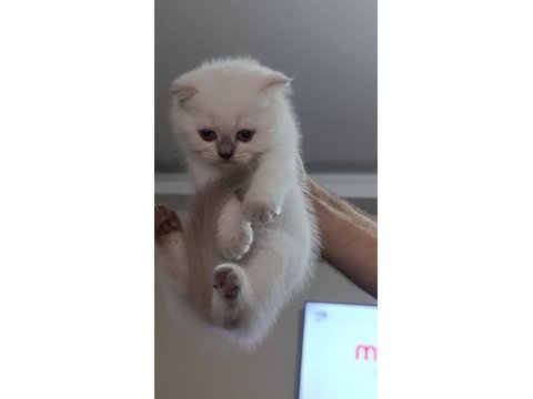 Küçük british longhair kedilerim