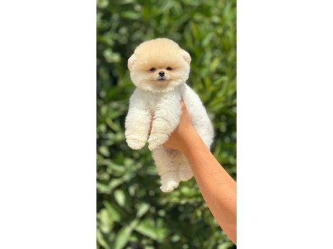 Pomeranian boo bebekler ırk ve sağlık garantili