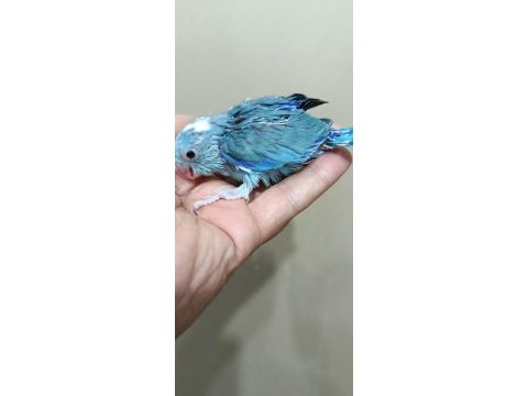 Pied erkek forpus cep papağanı