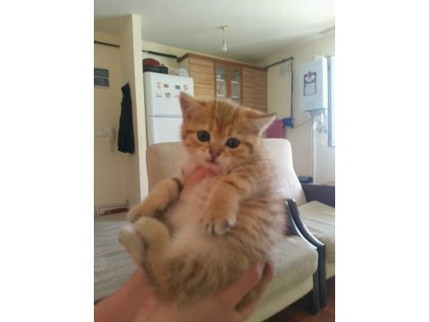 3 erkek ve 1 dişi british shorthair