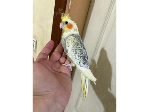 63 günlük kusursuz sultan bebek