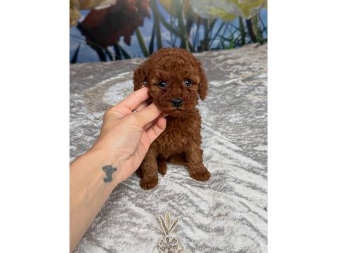 Koyu renk toy poodle yavruları 
