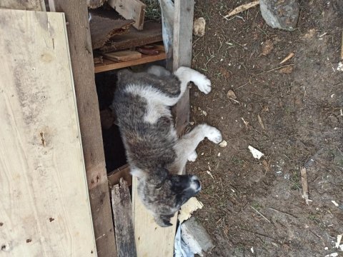 Köpeğimiz çok güzel