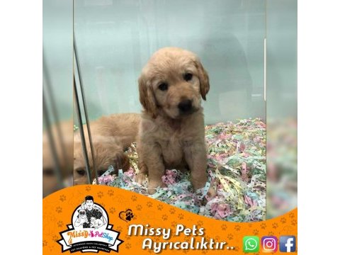 Golden retriever baby face gülen surat