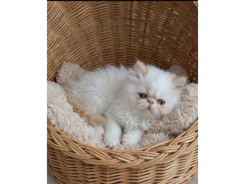 Safkan red point iran persian