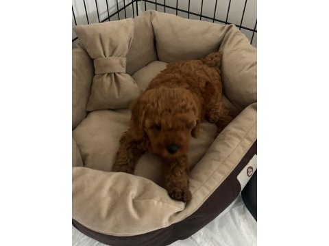 Acil sahiplendirilecek yavru toy poodle
