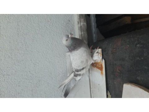 Kuşçuluğu bırakıyorum acil paraya ihtiyacım var
