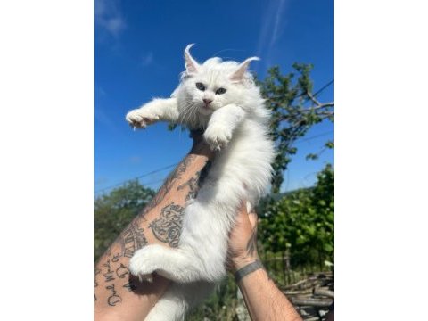 Safkan mavi gözlü maine coon xxl şecereli
