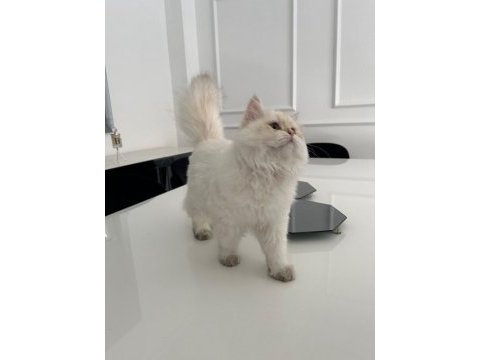 British longhair kedimiz
